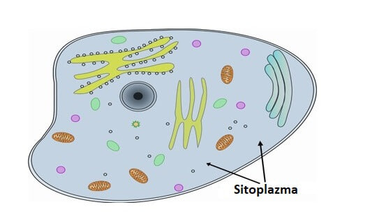 Sitoplazma nima — Hujayra hayotiylik asosi