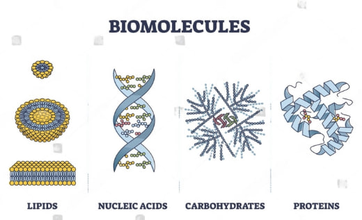 Biomolekulalar: hayotning asosiy toshlari
