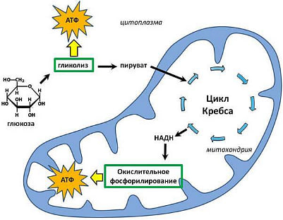 Energiya almashinuvi bosqichlari haqida
