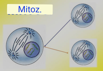 Mitoz: Hujayra bo'linishi va genetik barqarorlik