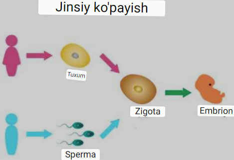 Jinsiy ko'payish: tirik dunyoda genetik xilma-xillikning kaliti