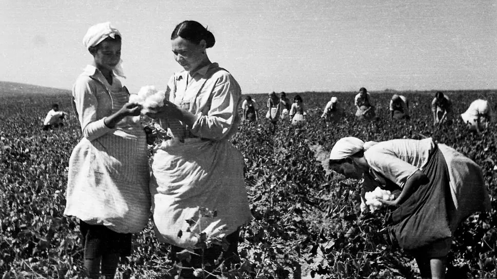 O'zbekiston Paxta Sanoati: Tarixi, Bugungi Holati va Barqaror Rivojlanish Yo'lida