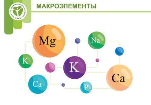 Makroelementlar haqida