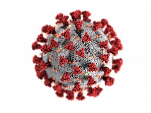 Virus nima va u qanday tuzilgan
