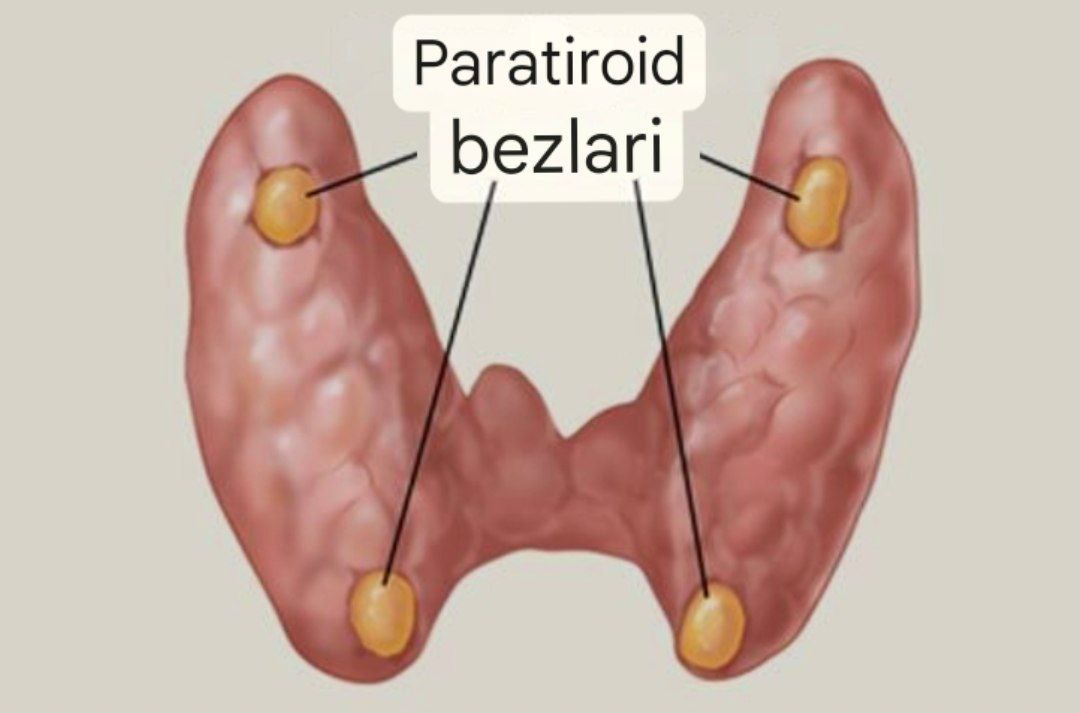 Paratiroid Bezlar: Tuzilishi, Vazifasi va Kasalliklari