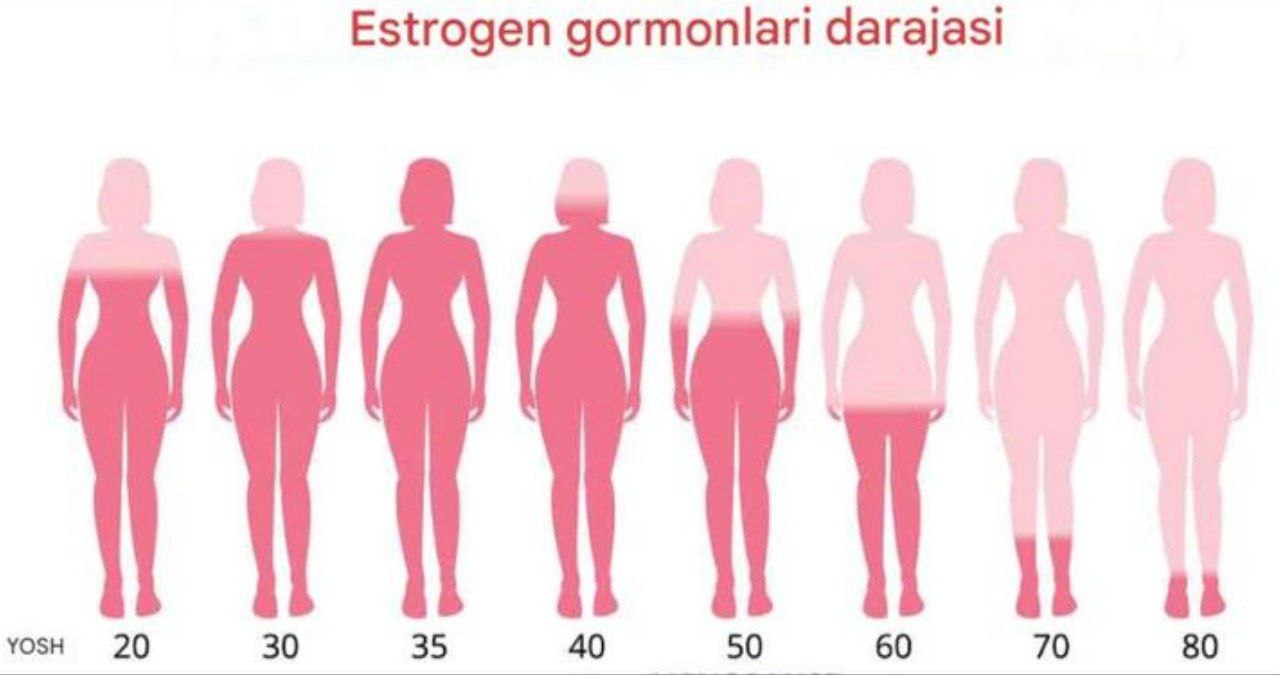 Estrogen nima va u organizmda qanday rol o‘ynaydi?