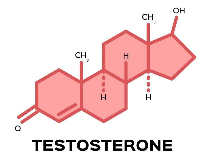Testosteron nima va uning organizmdagi o‘rni