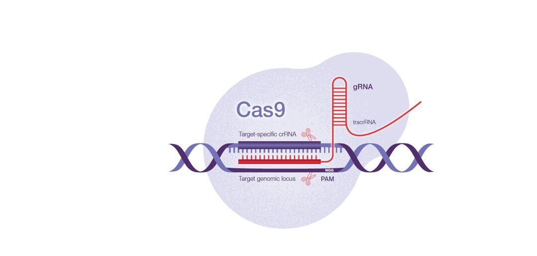 CRISPR texnologiyasi haqida