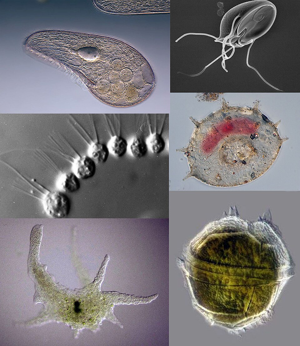 Protozoalar haqida