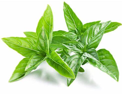 Rayhon – tabiat bergan shifo manbai