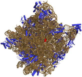 Ribosomal RNK (rRNK)